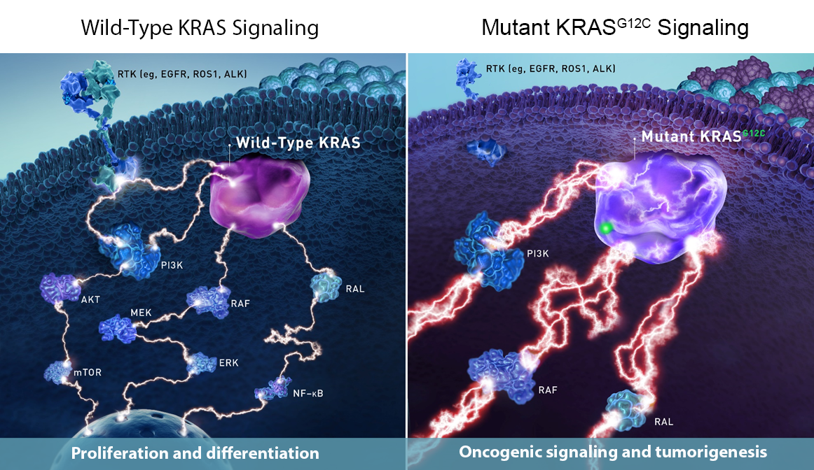 Wild-Type and Mutant KRAS G12C Signaling