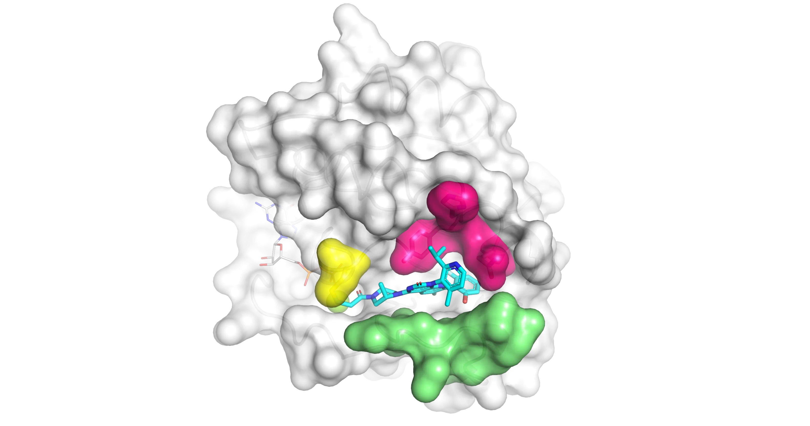 Mutant KRASG12C protein with Amgen's small-molecule inhibitor in the binding pocket
